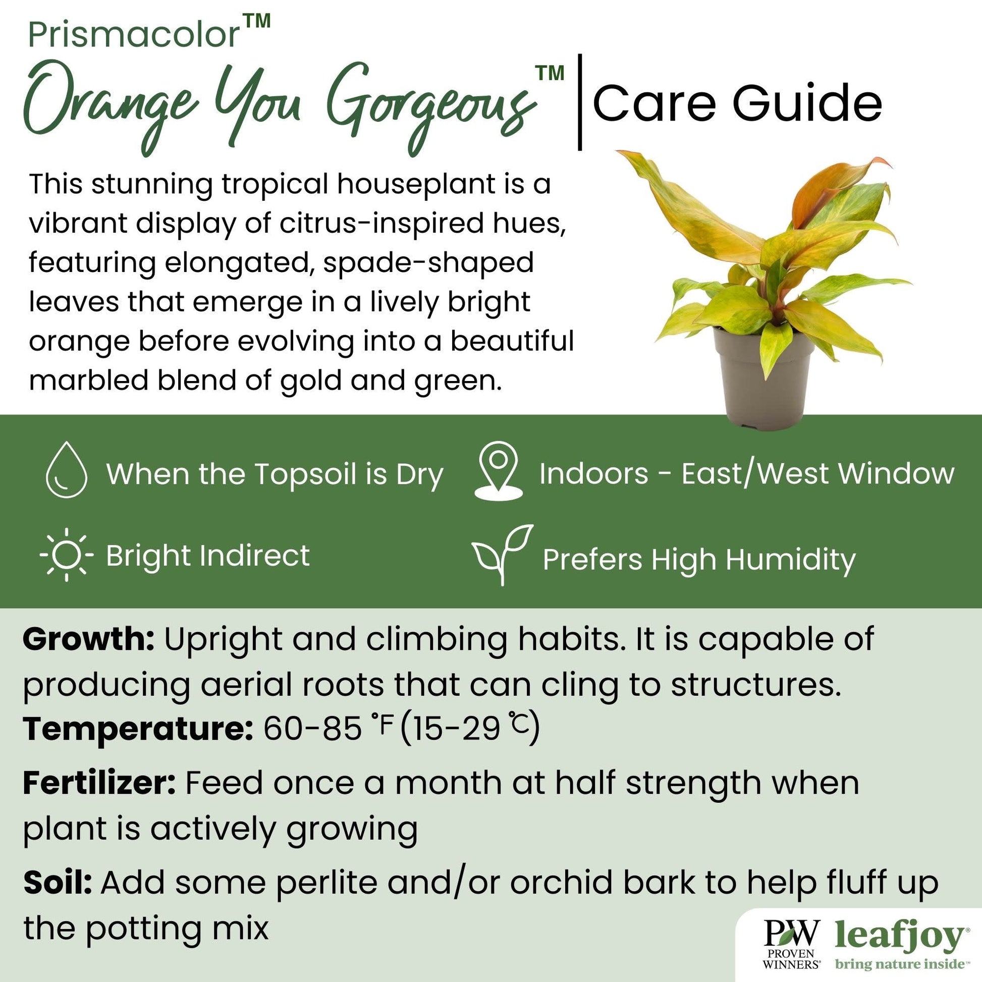 leafjoy® Prismacolor™ Orange you Gorgeous™ Philodendron hybrid detailed care information.