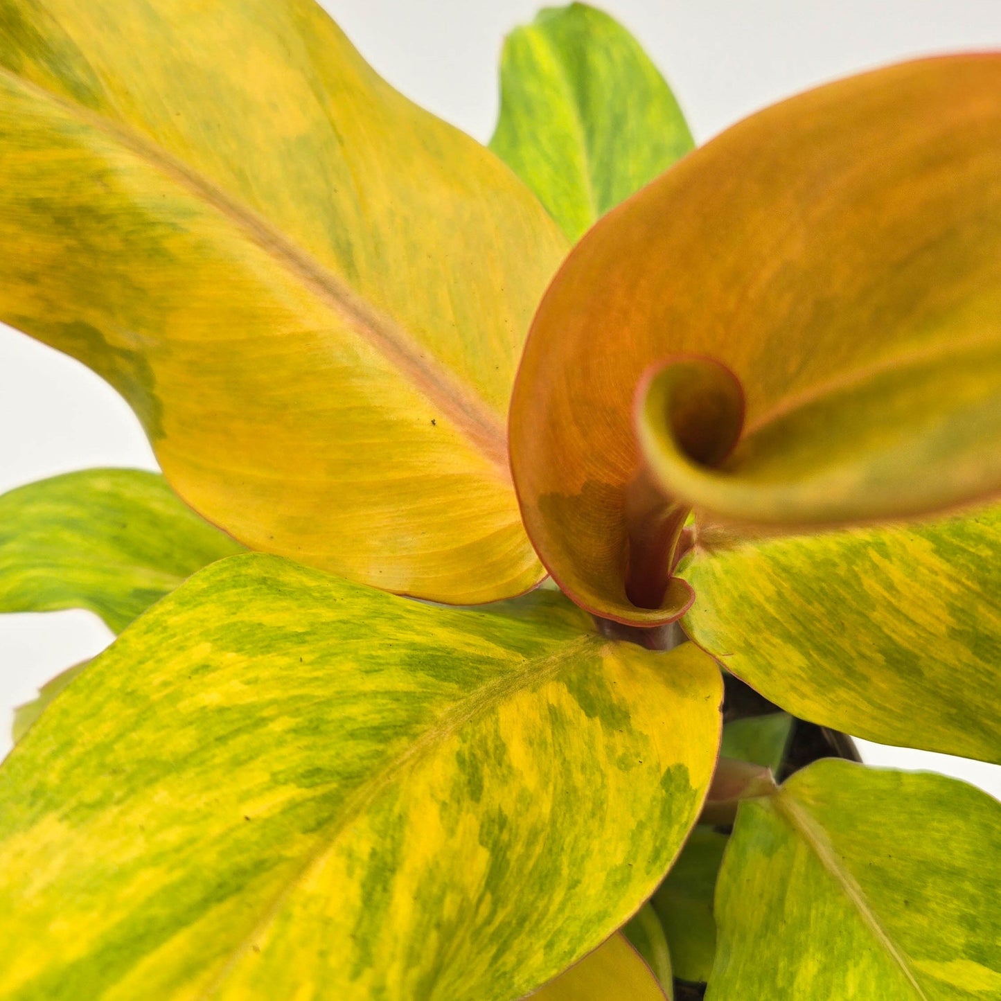 leafjoy Prismacolor Orange you Gorgeous Prismacolor Orange you Gorgeous Philodendron hybrid up close.