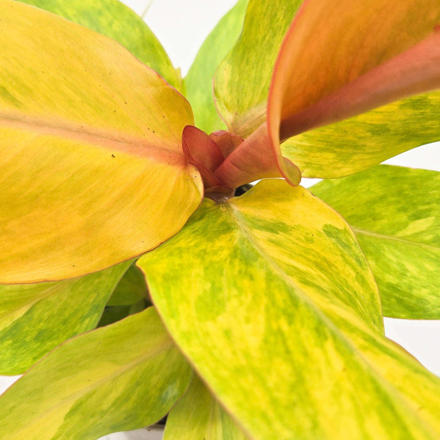 leafjoy Prismacolor Orange you Gorgeous Prismacolor Orange you Gorgeous Philodendron hybrid up close.