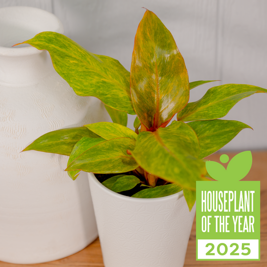 leafjoy® Prismacolor™ Orange you Gorgeous™ as 2025 Houseplant of the Year.