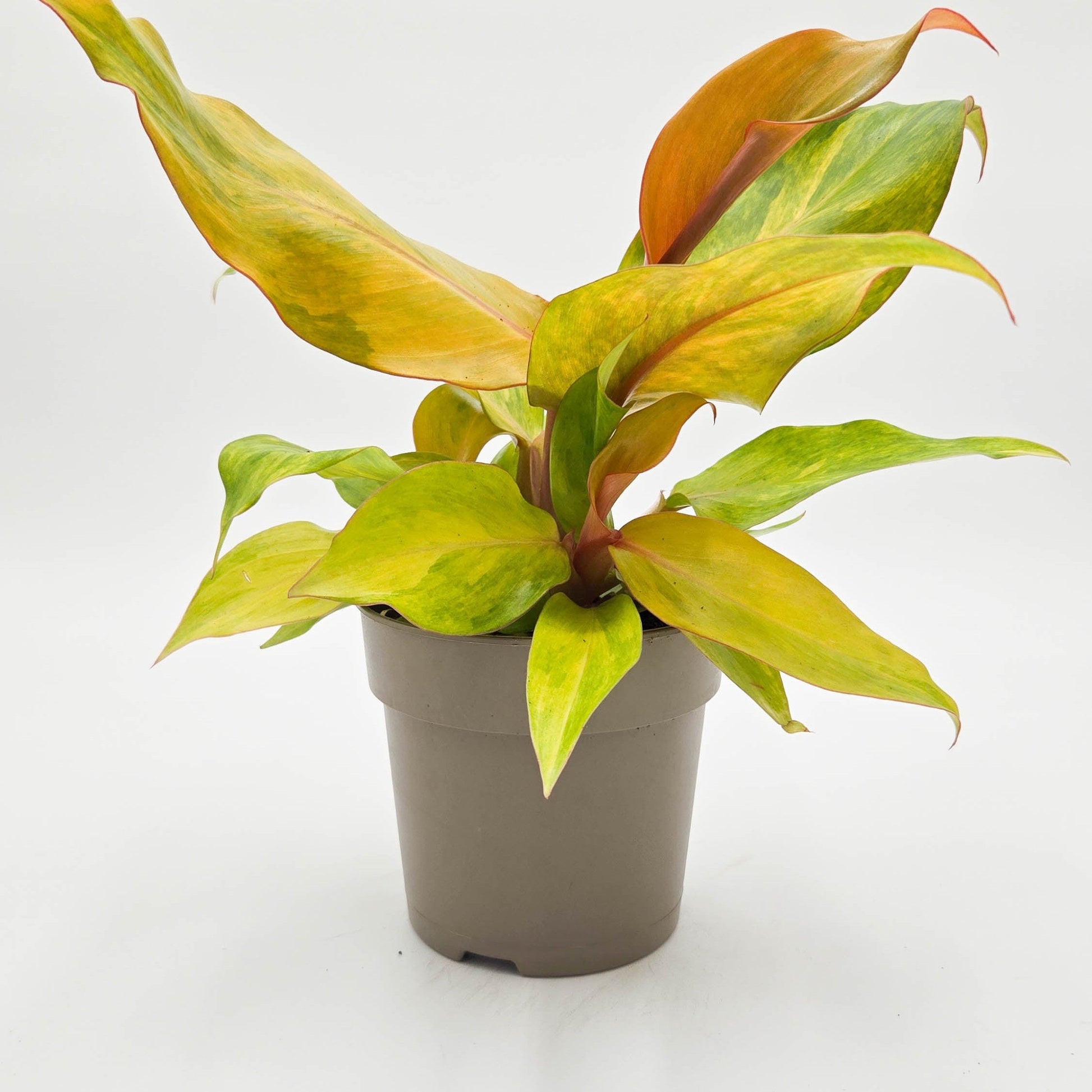 leafjoy Prismacolor Orange you Gorgeous Prismacolor Orange you Gorgeous Philodendron hybrid in container.