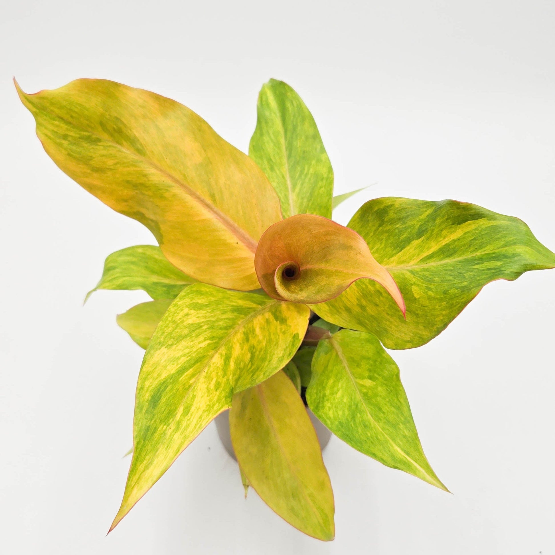 leafjoy Prismacolor Orange you Gorgeous Prismacolor Orange you Gorgeous Philodendron hybrid in focus.