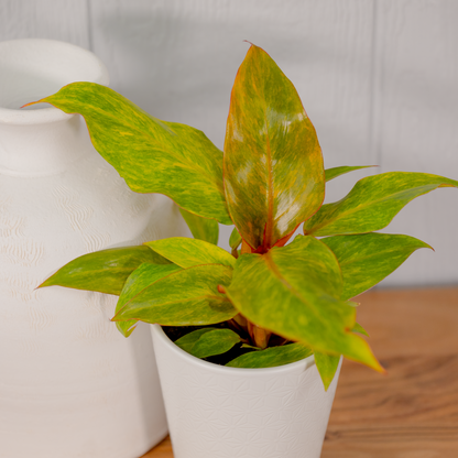 Prismacolor Orange You Gorgeous Philodendron in use.