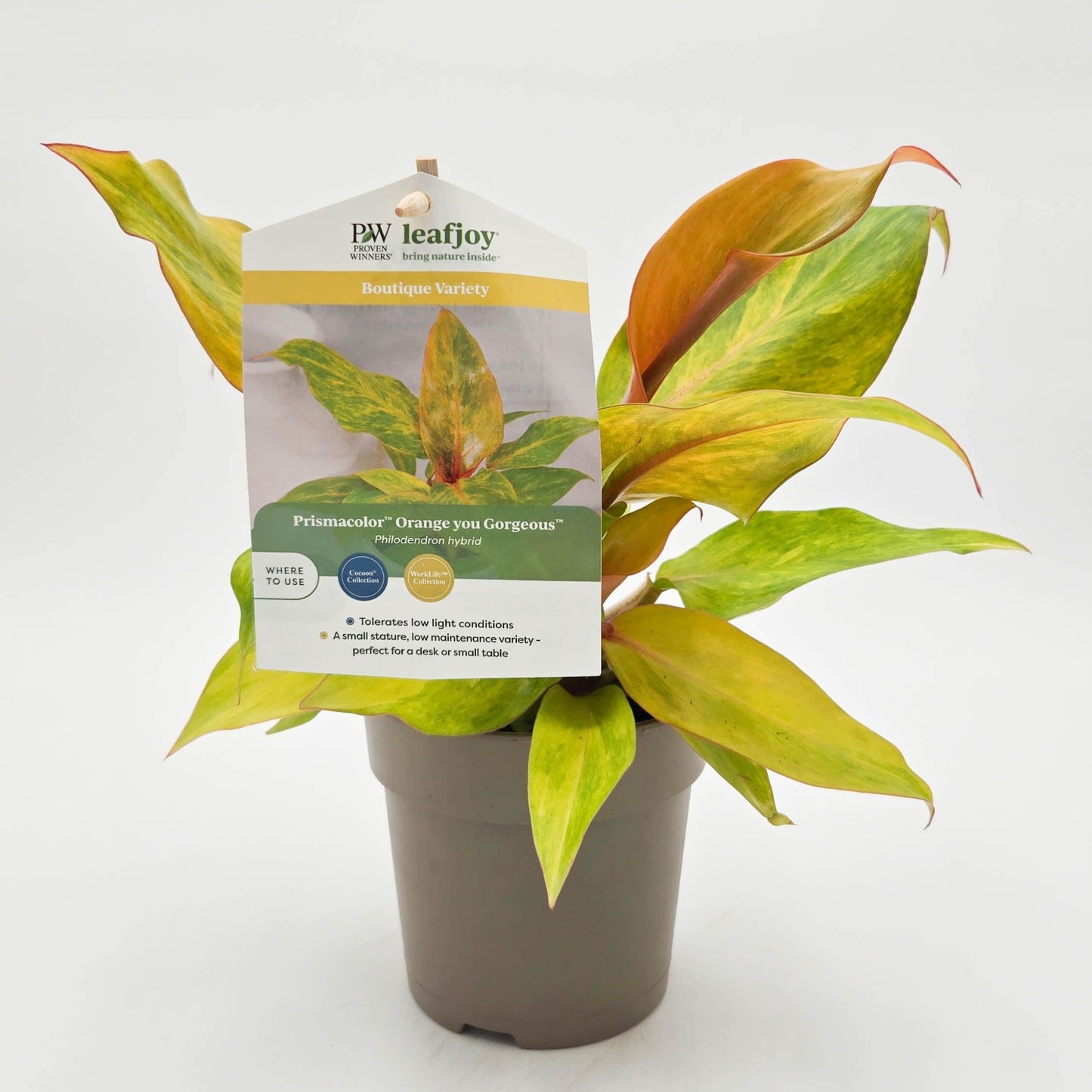 leafjoy Prismacolor Orange you Gorgeous Prismacolor Orange you Gorgeous Philodendron hybrid detailed plant packaging.