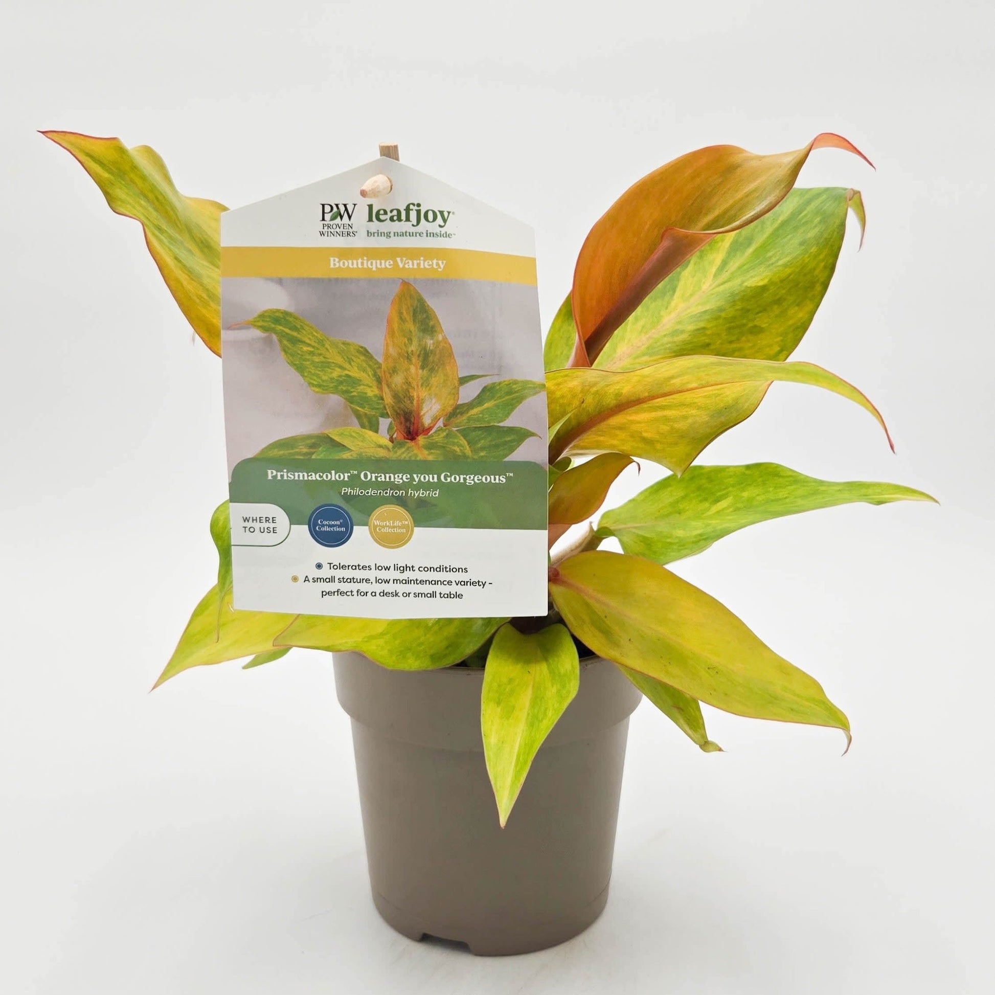 leafjoy Prismacolor Orange you Gorgeous Prismacolor Orange you Gorgeous Philodendron hybrid detailed plant packaging.