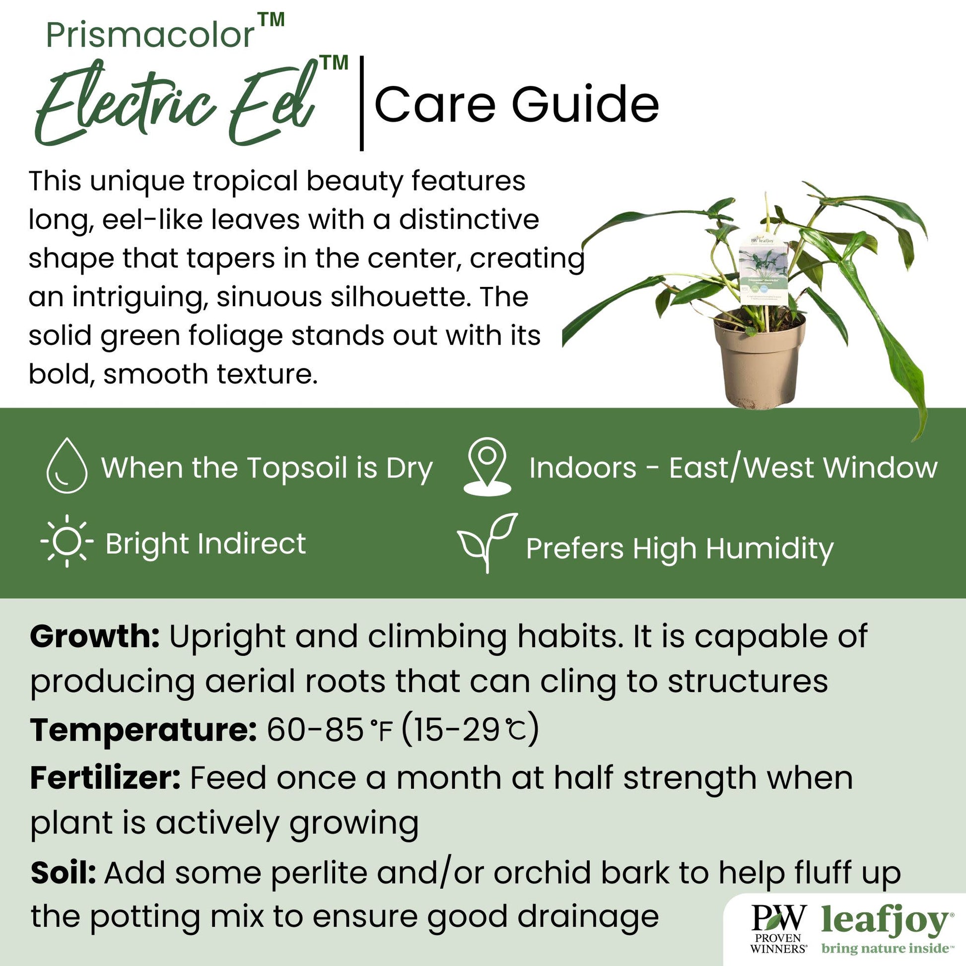 Prismacolor Electric Eel Philodendron detailed care information.