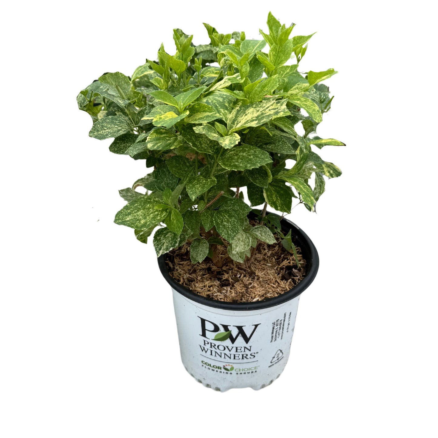 Illuminati Sparks™ Mockorange (Philadelphus coronarius)