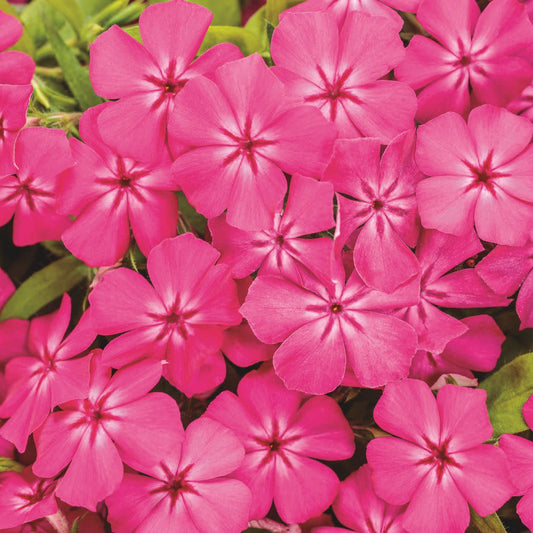 Southern Blaze™ Bright Pink (Phlox drummondii) | Proven Winners® New Variety 2026