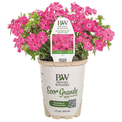 Southern Blaze™ Bright Pink (Phlox drummondii) | Proven Winners® New Variety 2026