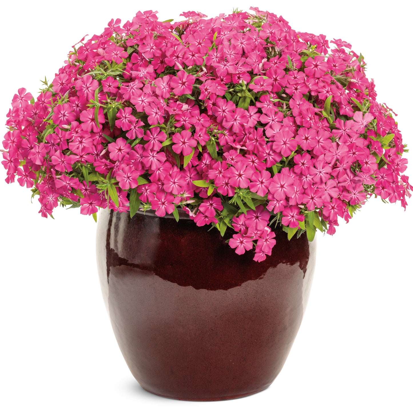 Southern Blaze™ Bright Pink (Phlox drummondii) | Proven Winners® New Variety 2026