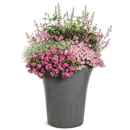 Southern Blaze™ Bright Pink (Phlox drummondii) | Proven Winners® New Variety 2026