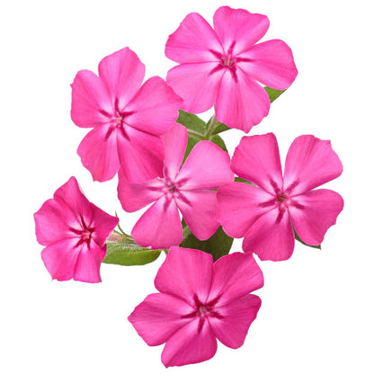 Southern Blaze™ Bright Pink (Phlox drummondii) | Proven Winners® New Variety 2026