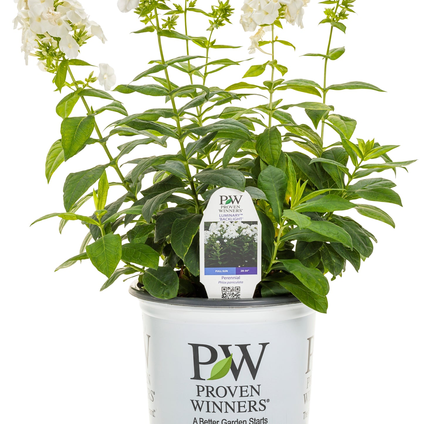 Luminary® 'Backlight' Tall Garden Phlox (paniculata)