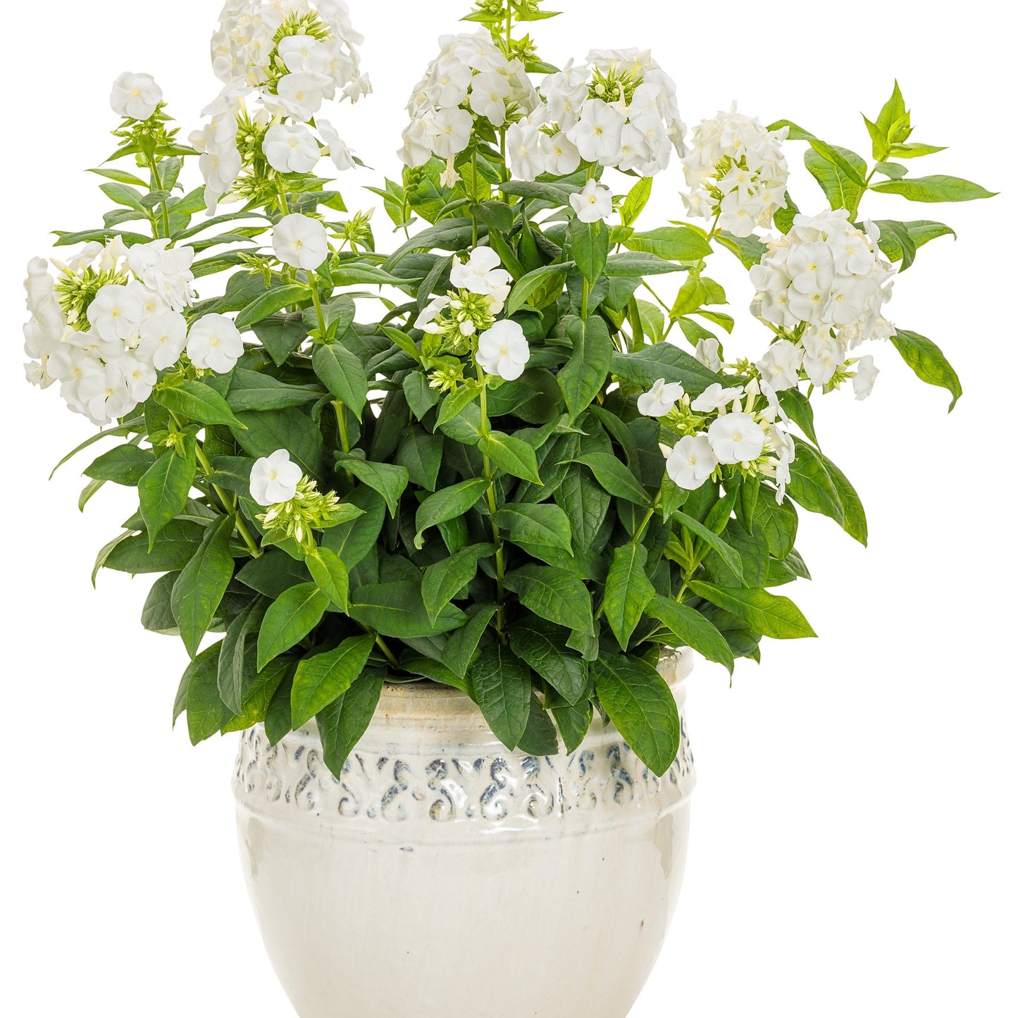Luminary® 'Backlight' Tall Garden Phlox (paniculata)