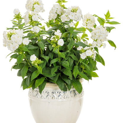 Luminary® 'Backlight' Tall Garden Phlox (paniculata)