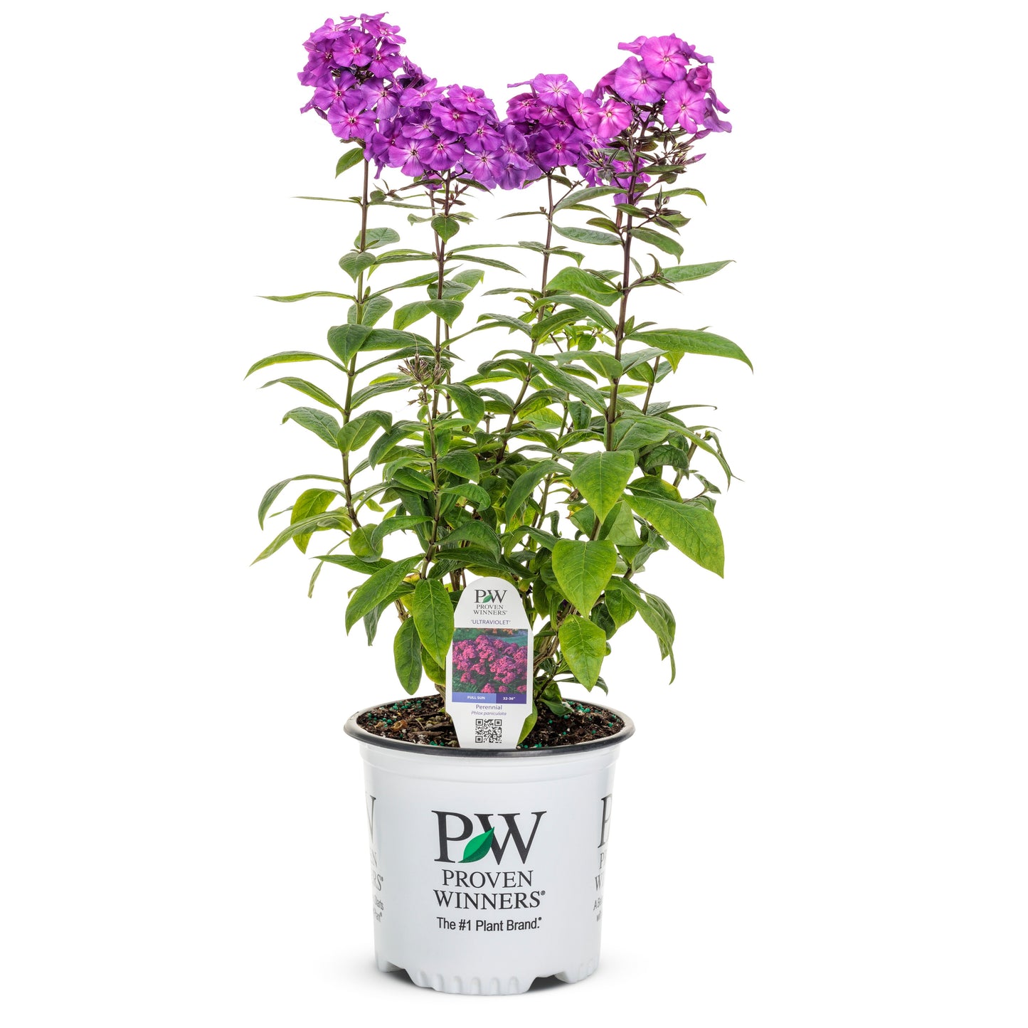 Luminary® 'Ultraviolet' Tall Garden Phlox (paniculata)
