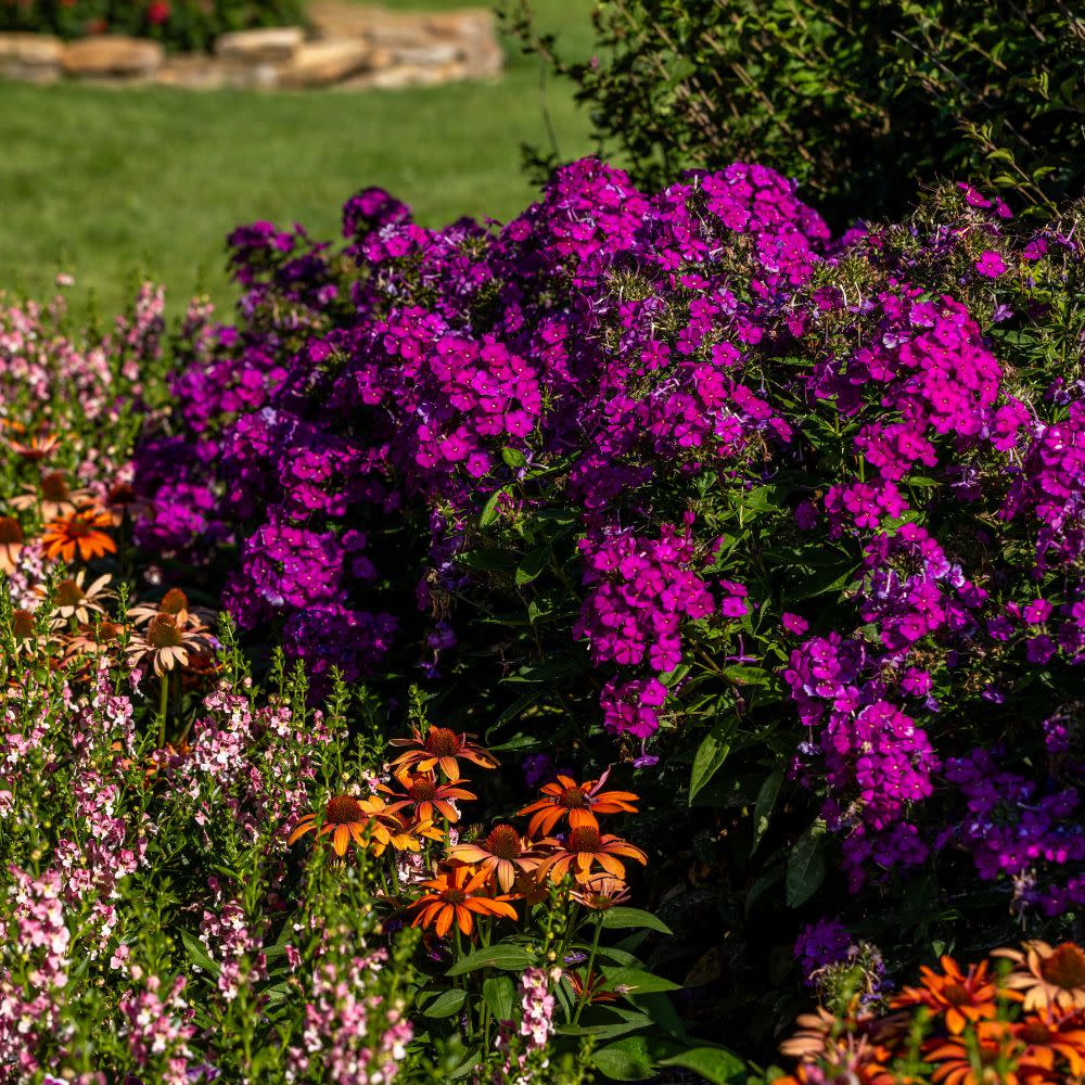 Luminary® 'Ultraviolet' Tall Garden Phlox (paniculata)