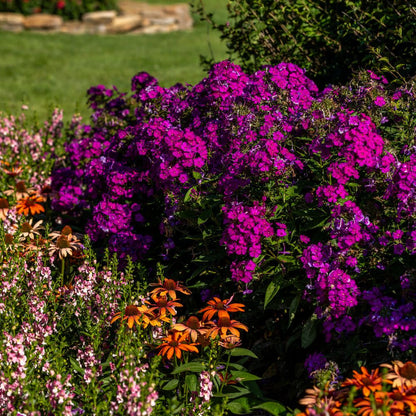 Luminary® 'Ultraviolet' Tall Garden Phlox (paniculata)