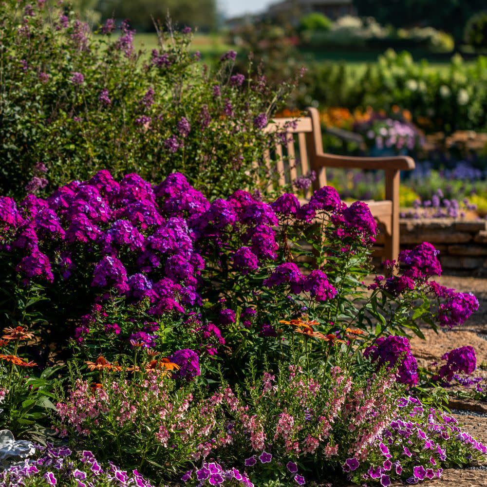 Luminary® 'Ultraviolet' Tall Garden Phlox (paniculata)