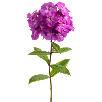 Luminary® 'Ultraviolet' Tall Garden Phlox (paniculata)