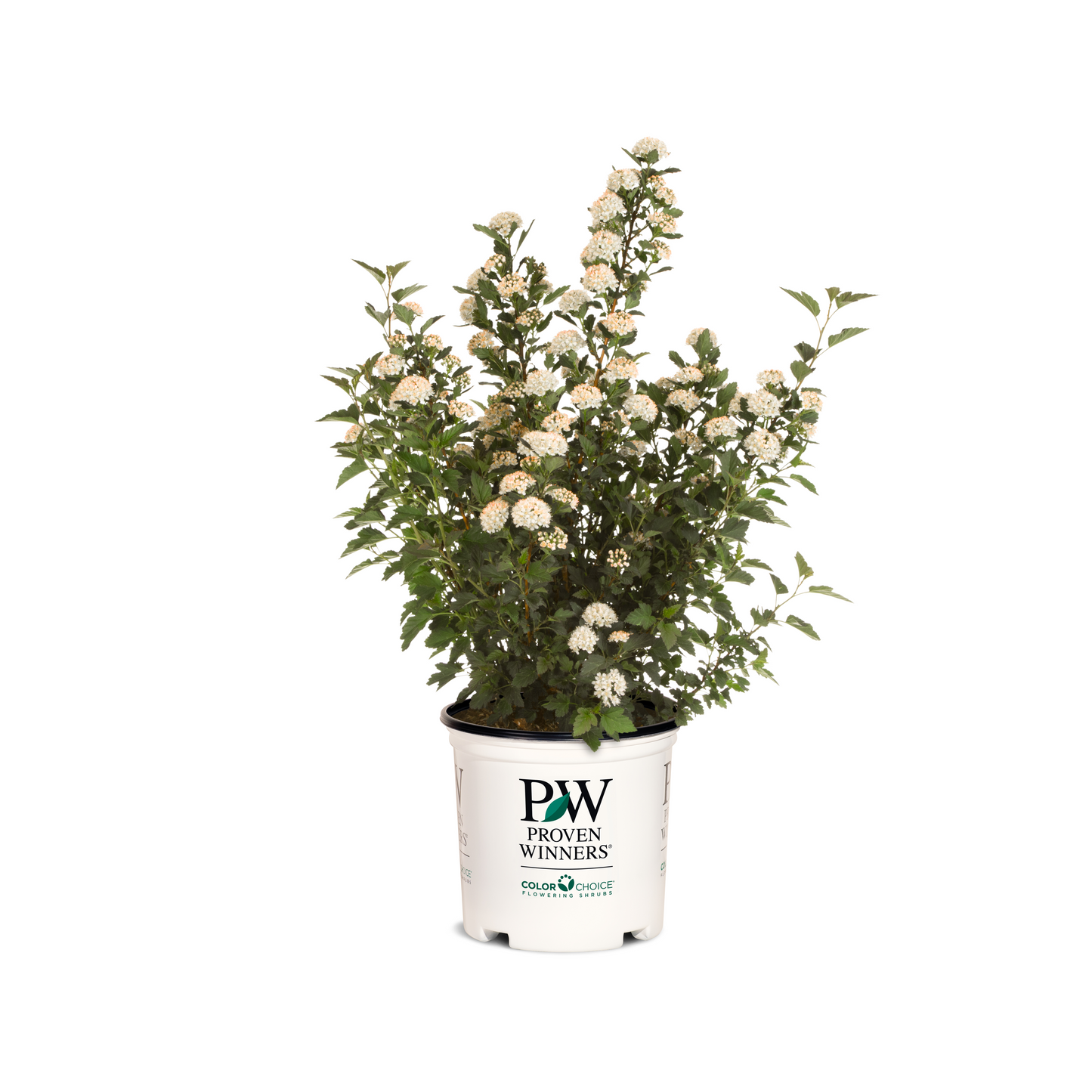 Tiny Wine® Ninebark (Physocarpus opulifolius)