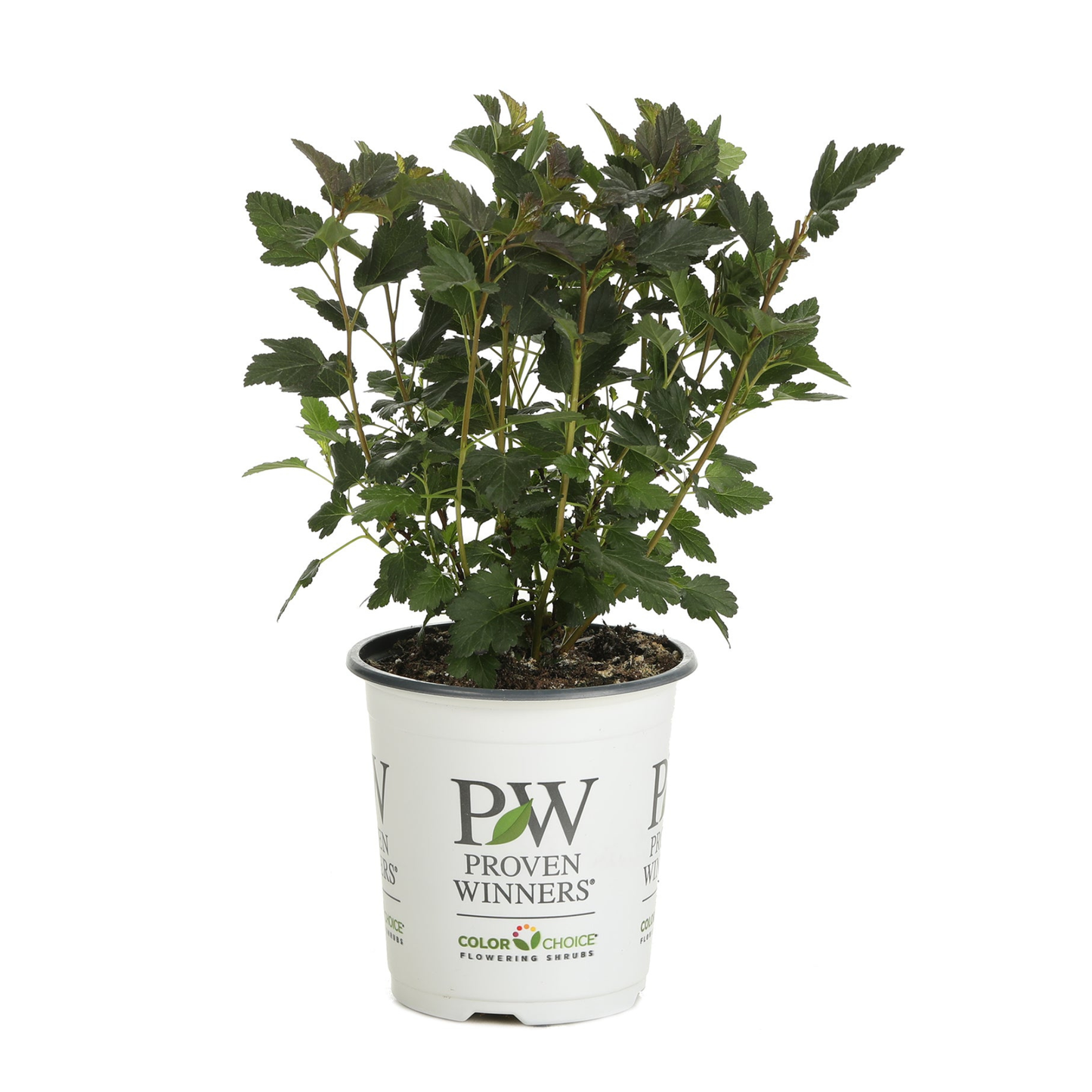 Tiny Wine® Ninebark (Physocarpus opulifolius)