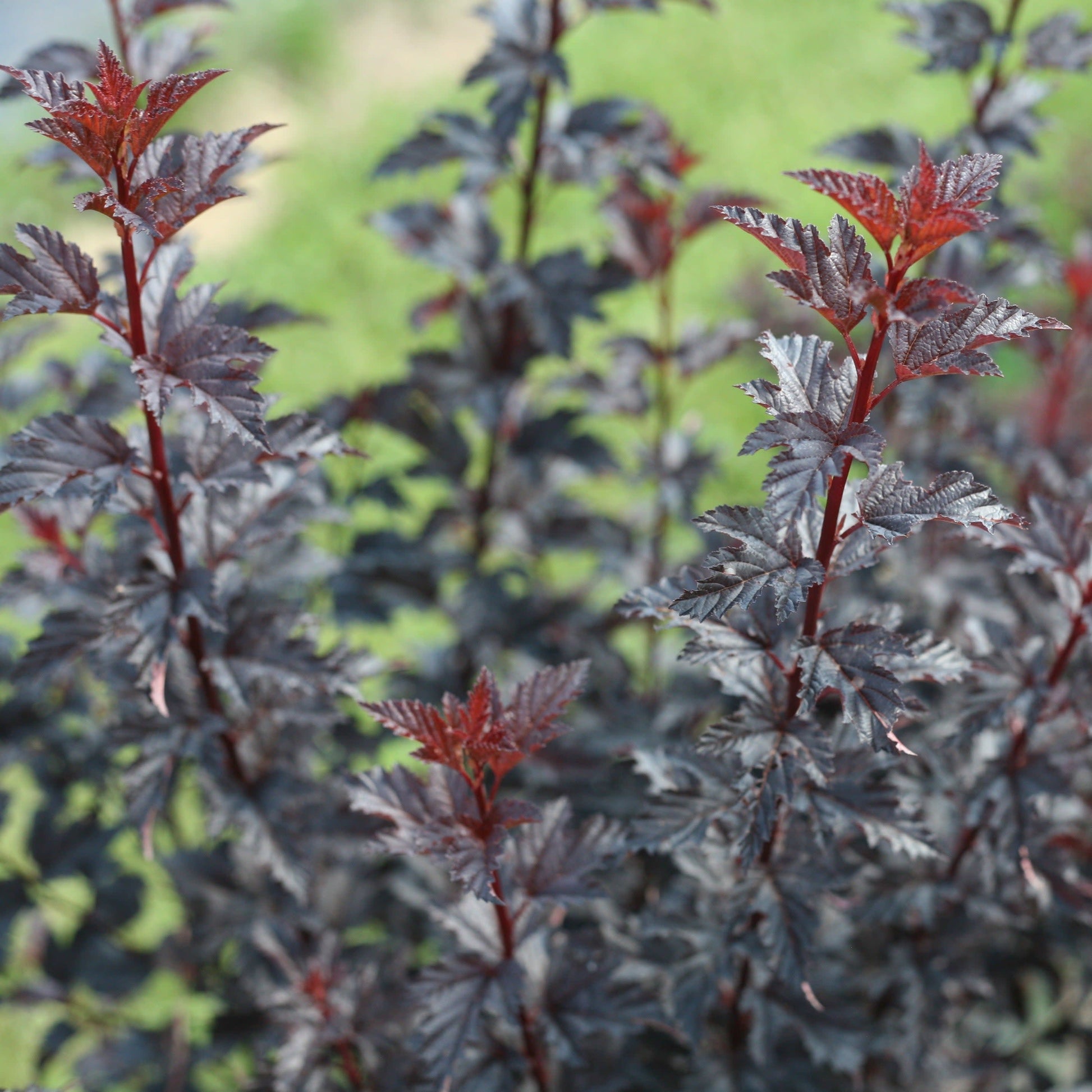 Summer Wine Black Ninebark up close.