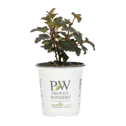 Summer Wine® Black Ninebark (Physocarpus opulifolius)