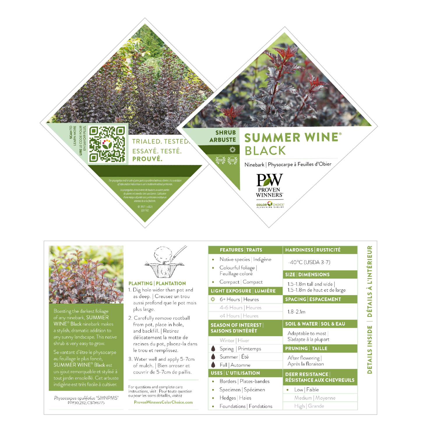 Summer Wine® Black Ninebark (Physocarpus opulifolius)