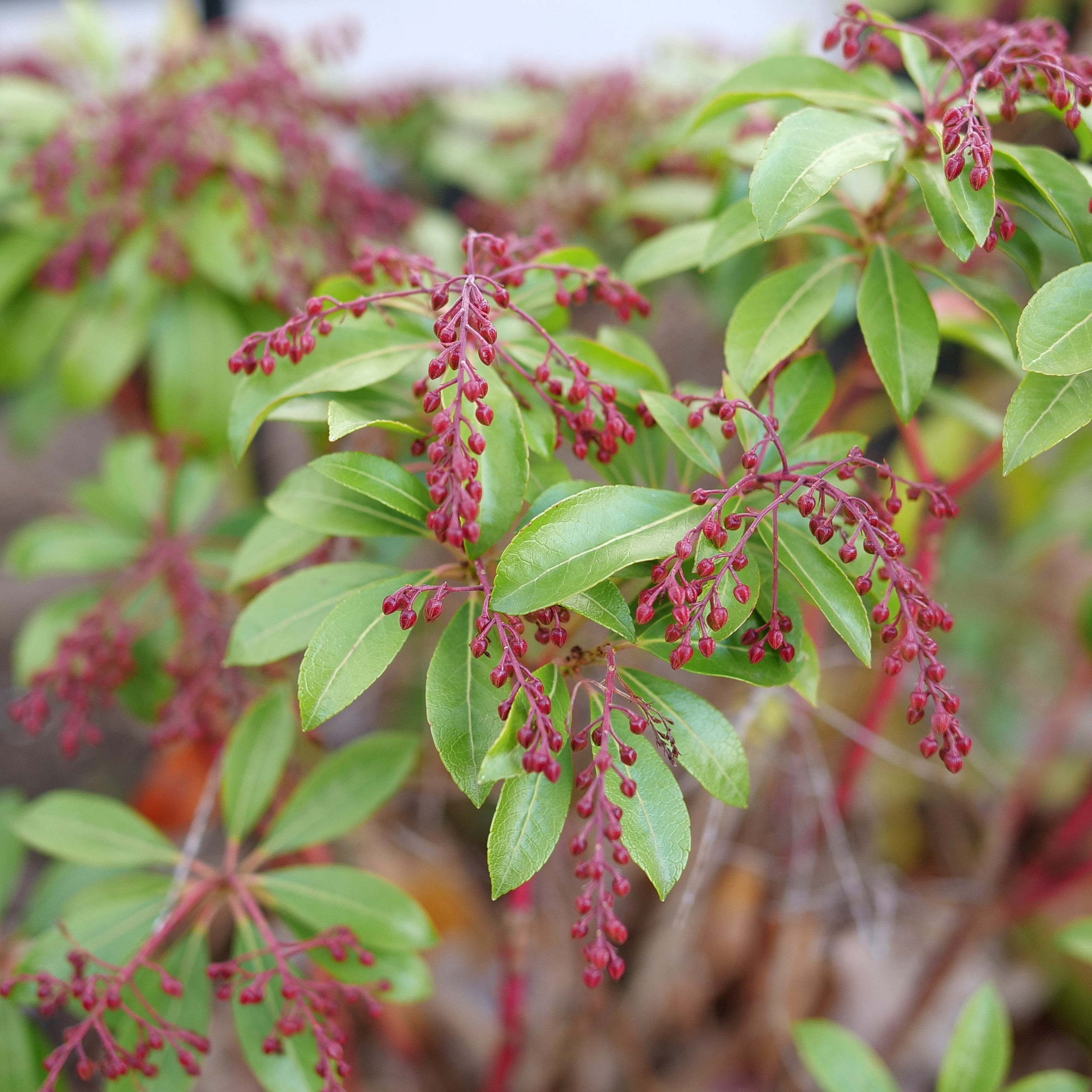 Lily of the Valley Shrub | Interstella® | Proven Winners® Shrubs