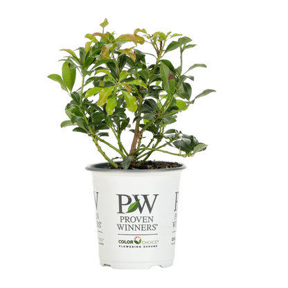 Interstella® Lily of the Valley Shrub (Pieris japonica)