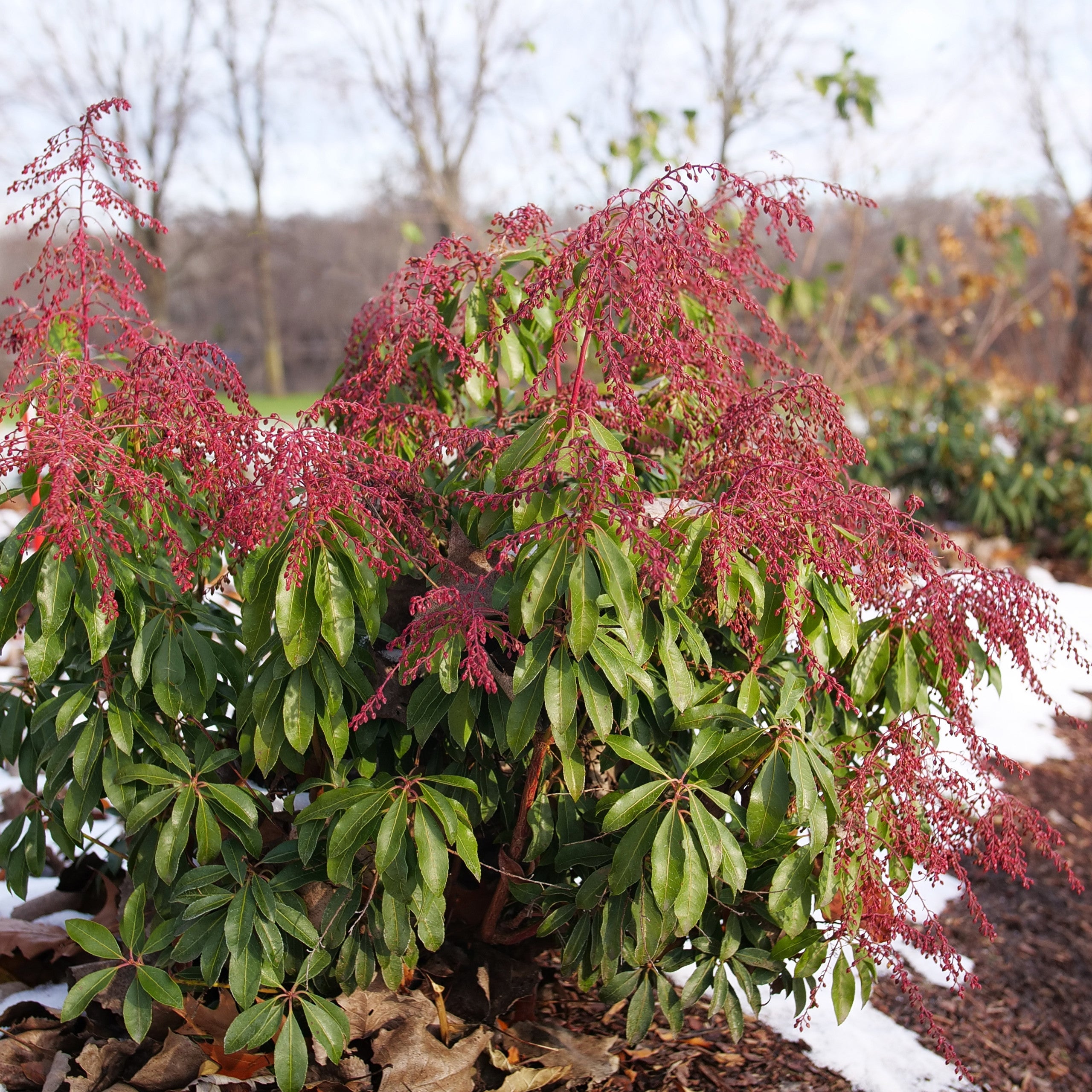 Lily of the Valley Shrub | Interstella® | Proven Winners® Shrubs