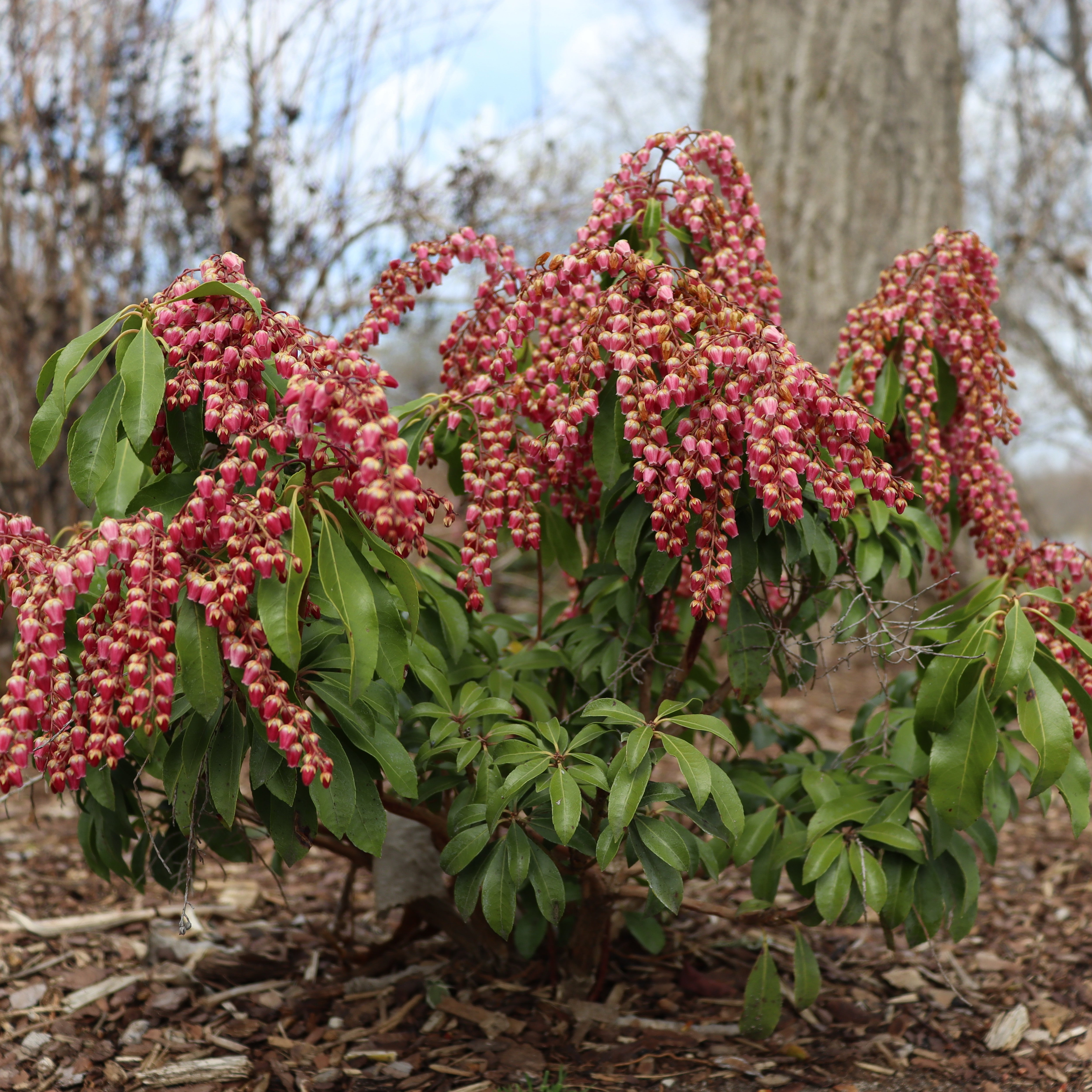 Valiem Willing plant別注S size 2set Lily of the Valley Shrub | Interstella® | Proven Winners® Shrubs