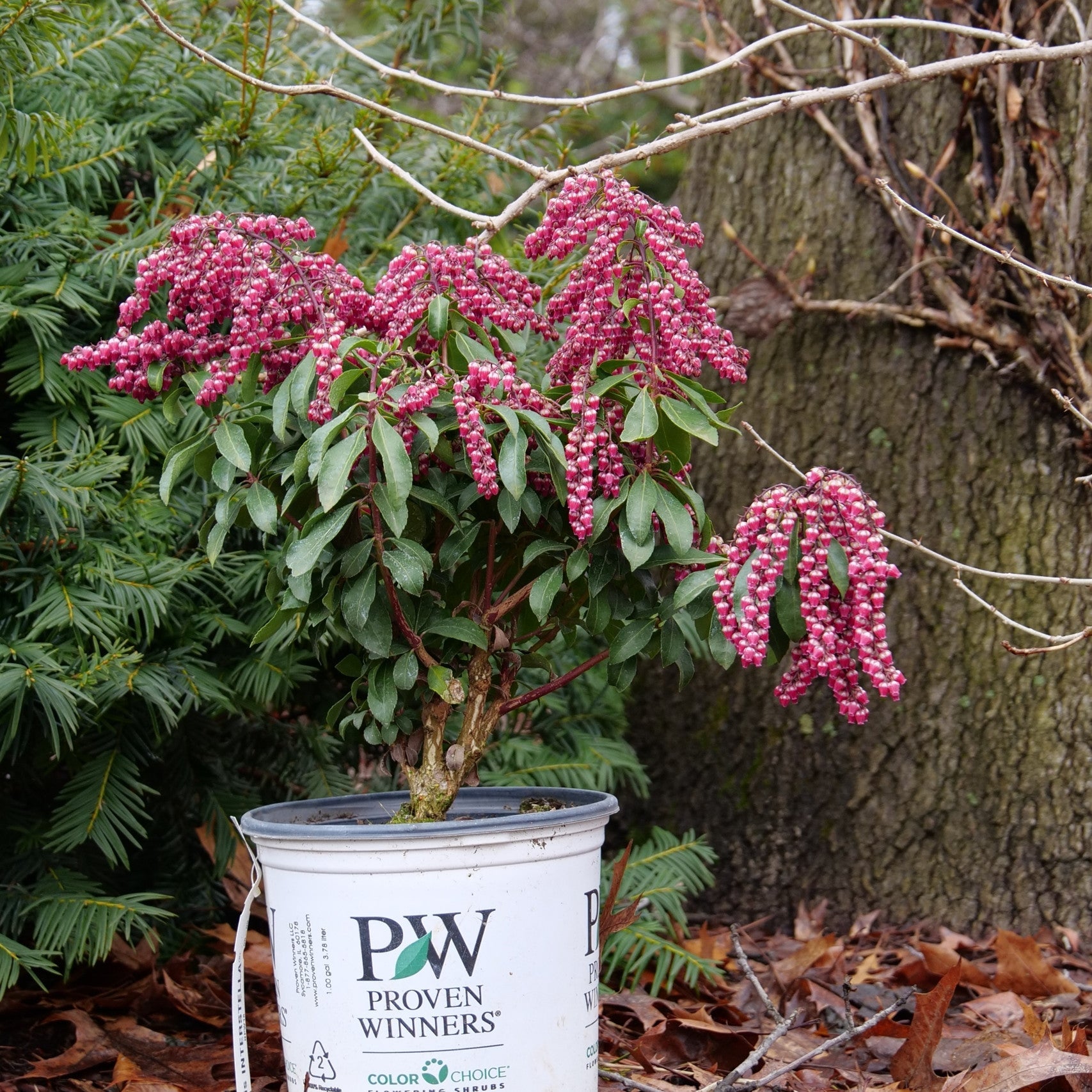 Lily of the Valley Shrub | Interstella® | Proven Winners® Shrubs