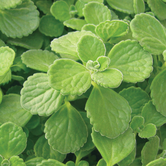 Cerveza 'n Lime® Plectranthus
