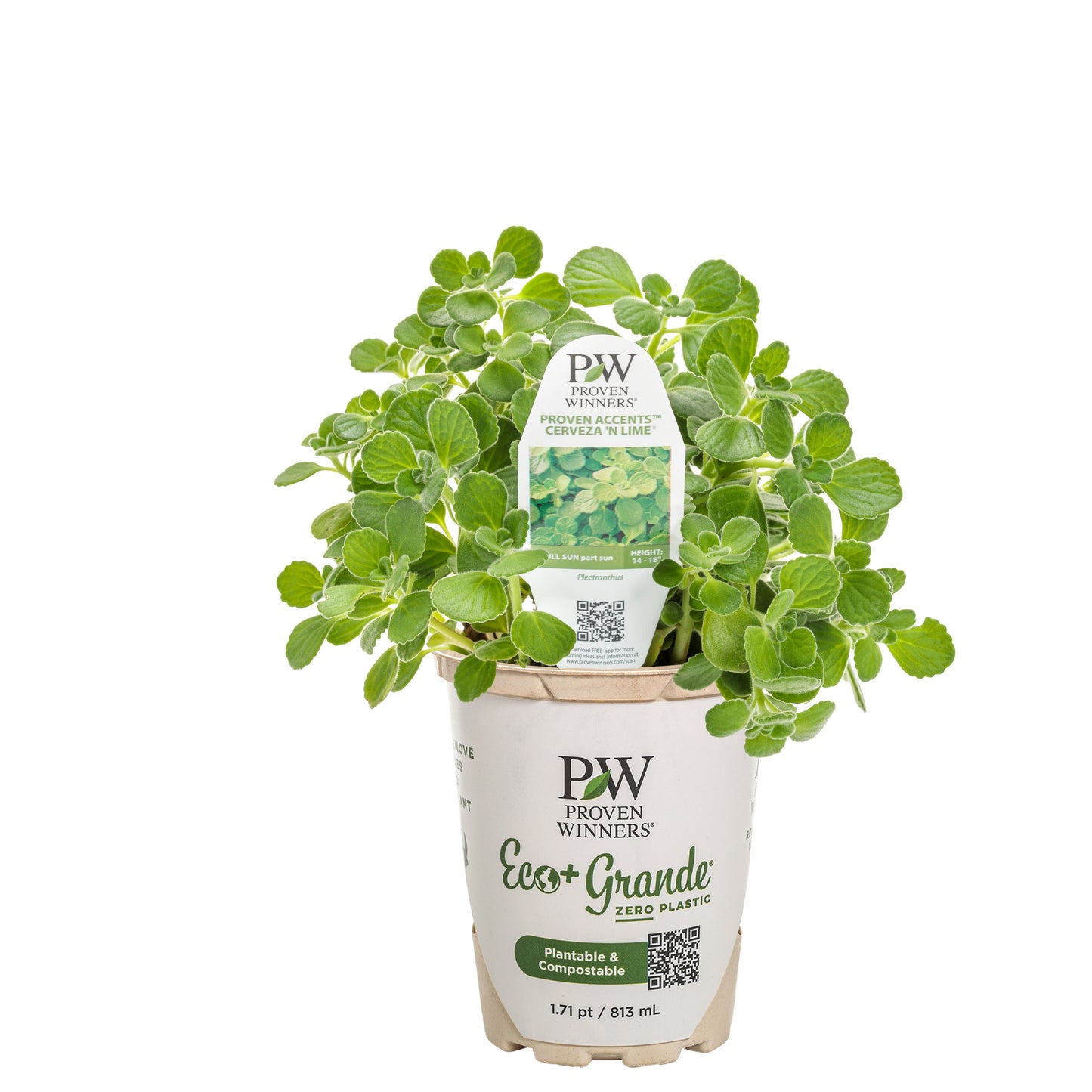 Cerveza 'n Lime® Plectranthus