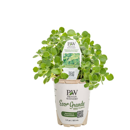Cerveza 'n Lime® Plectranthus