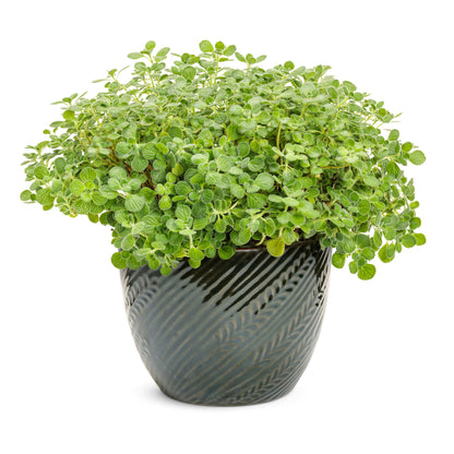 Cerveza 'n Lime® Plectranthus