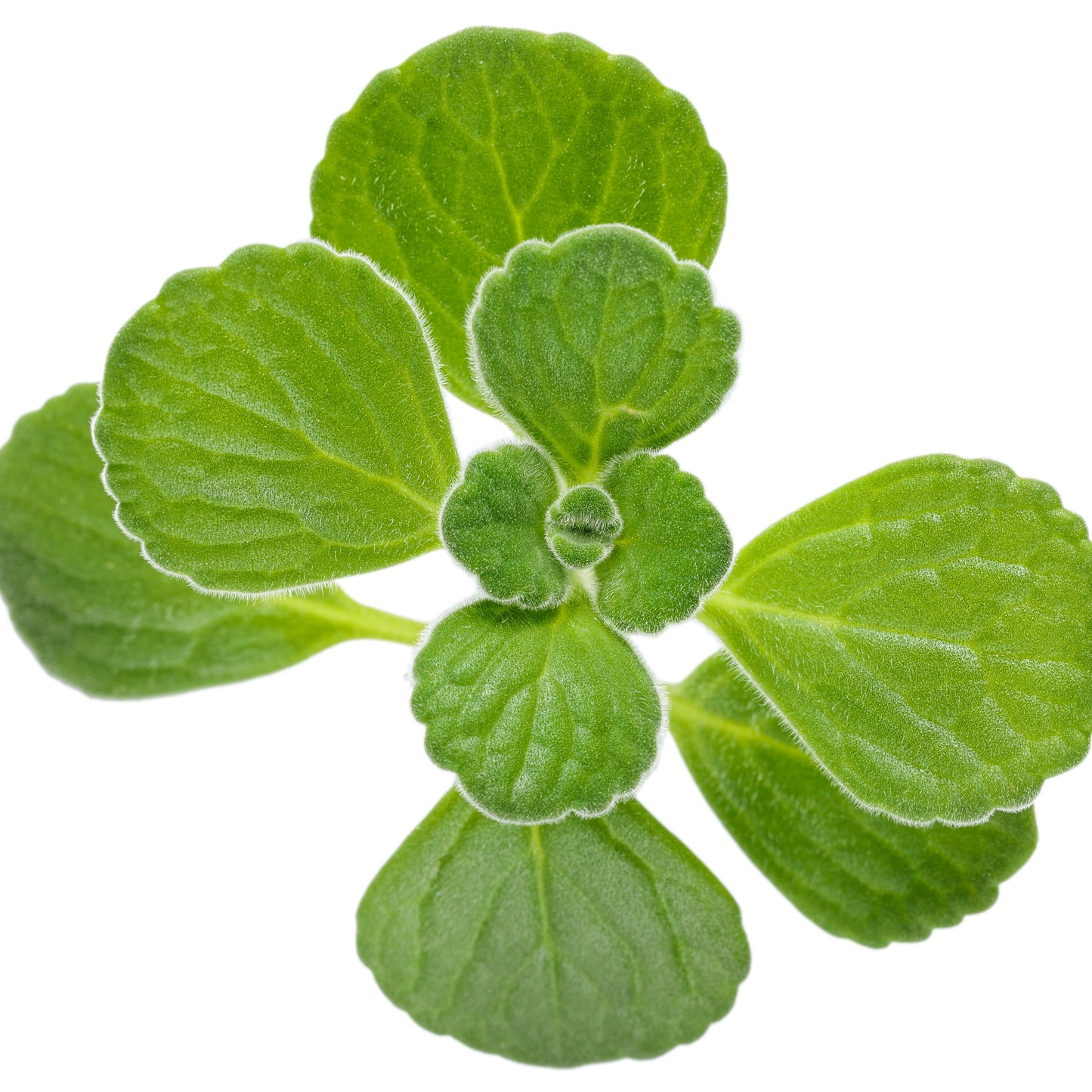 Cerveza 'n Lime® Plectranthus