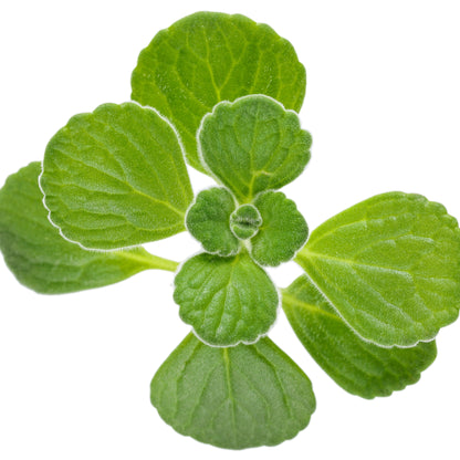 Cerveza 'n Lime® Plectranthus