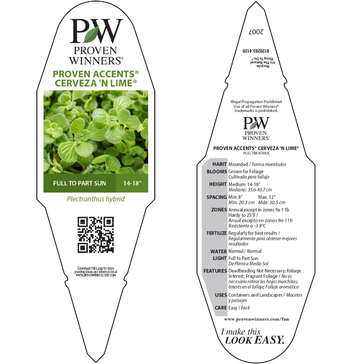 Cerveza 'n Lime® Plectranthus