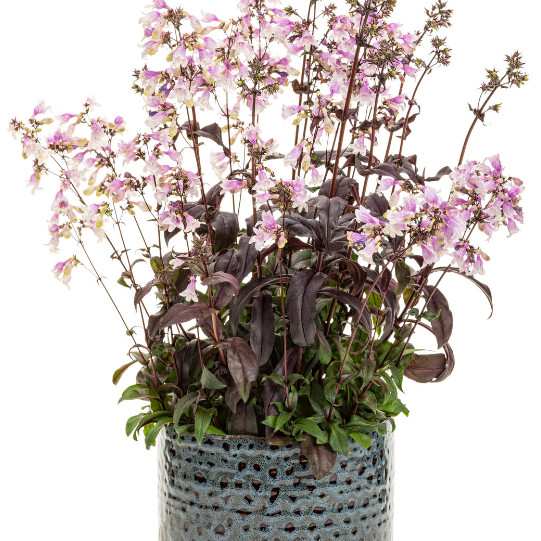 'Midnight Masquerade' Beardtongue in use.