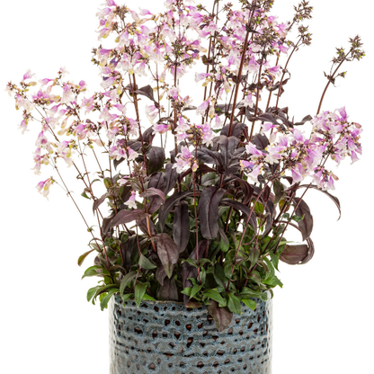 'Midnight Masquerade' Beardtongue in use.
