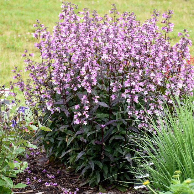 'Midnight Masquerade' Beardtongue in use.