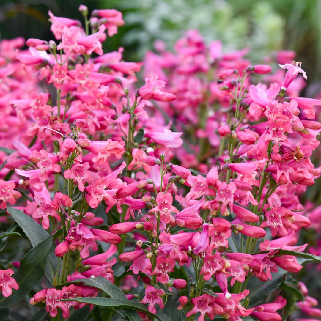 Bejeweled® 'Pink Pearls' Bearded Penstemon (Penstemon barbatus)