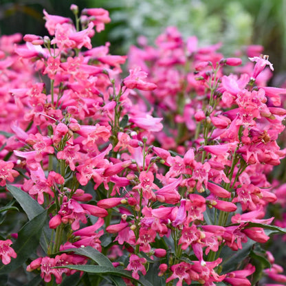 Bejeweled® 'Pink Pearls' Bearded Penstemon (Penstemon barbatus)