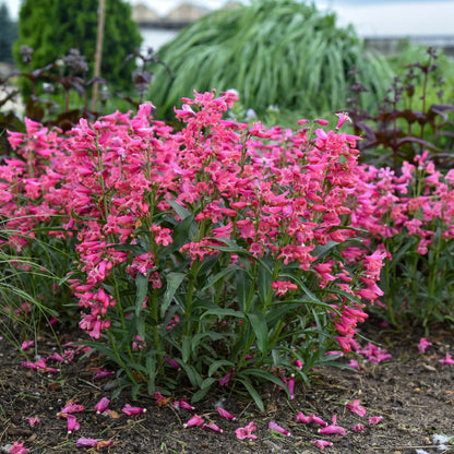Bejeweled® 'Pink Pearls' Bearded Penstemon (Penstemon barbatus)