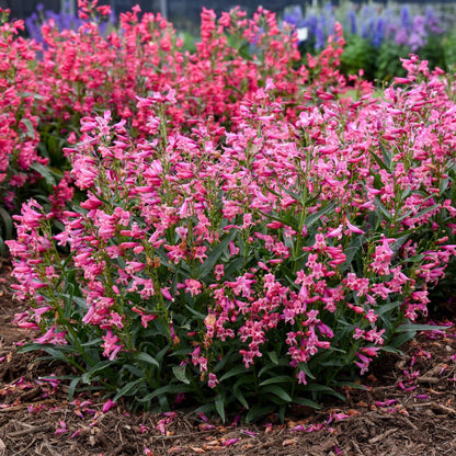 Bejeweled® 'Pink Pearls' Bearded Penstemon (Penstemon barbatus)