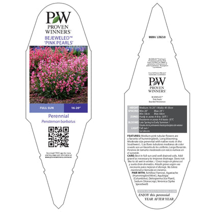 Bejeweled® 'Pink Pearls' Bearded Penstemon (Penstemon barbatus)