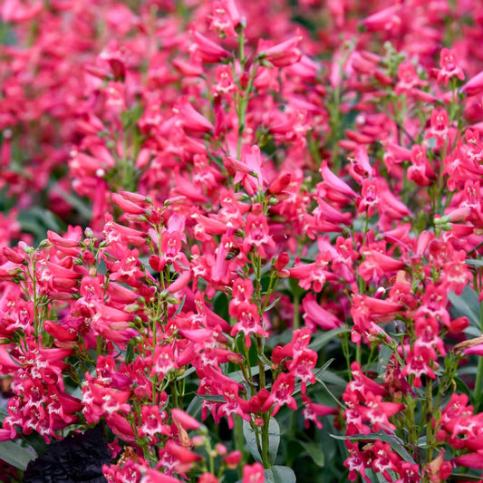 Bejeweled® 'Rose Rhinestones' Bearded Penstemon (Penstemon barbatus)